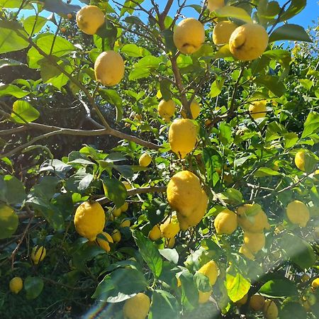 Casa Rosellina Sorrentoヴィラ エクステリア 写真