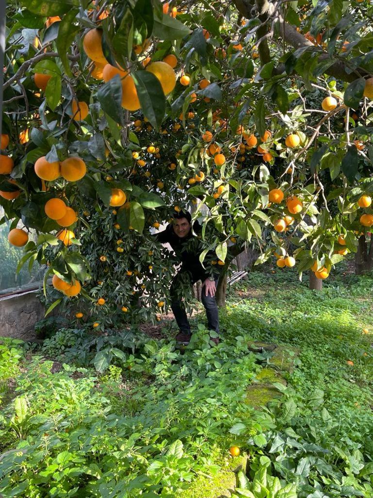Casa Rosellina Sorrentoヴィラ エクステリア 写真
