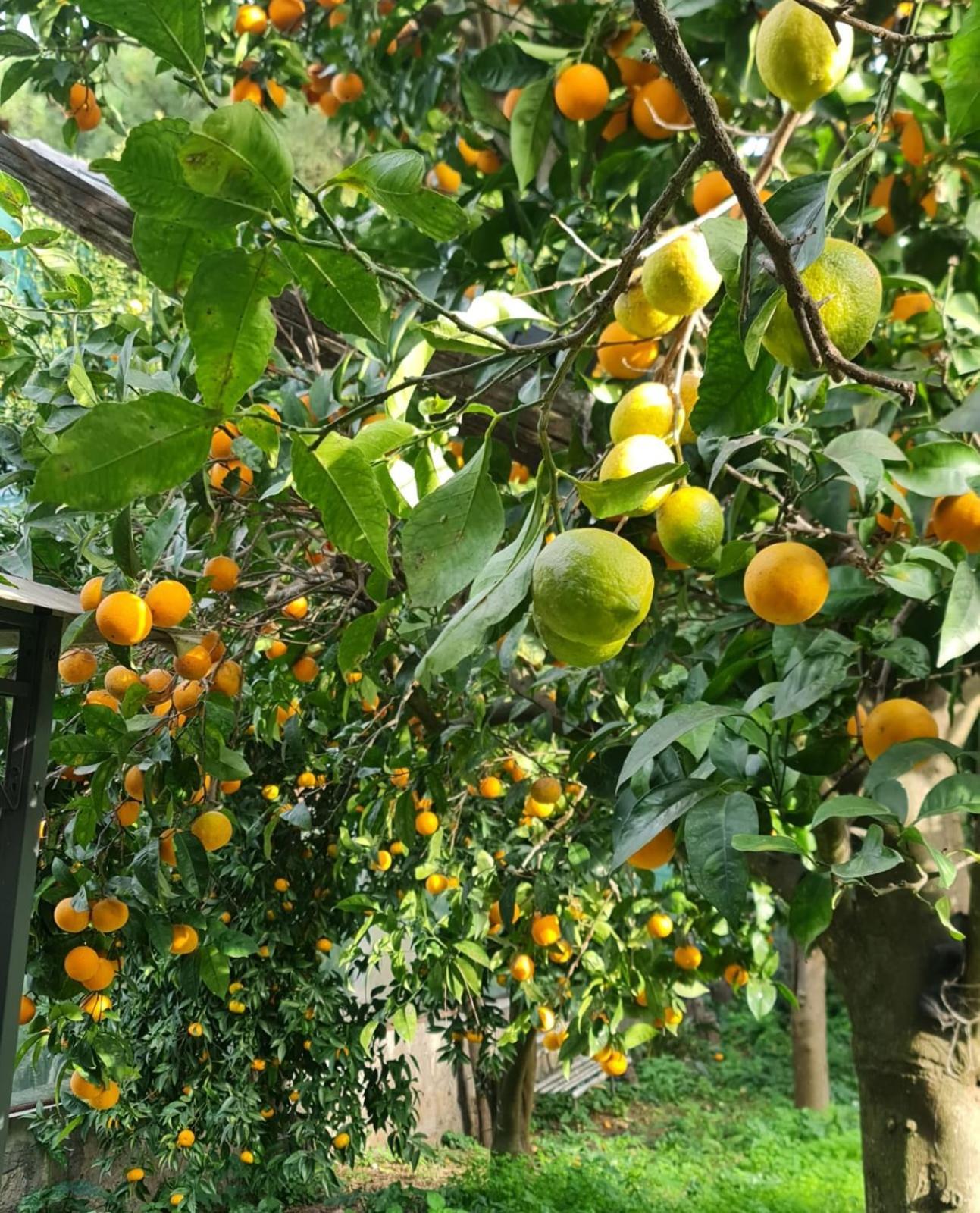 Casa Rosellina Sorrentoヴィラ エクステリア 写真