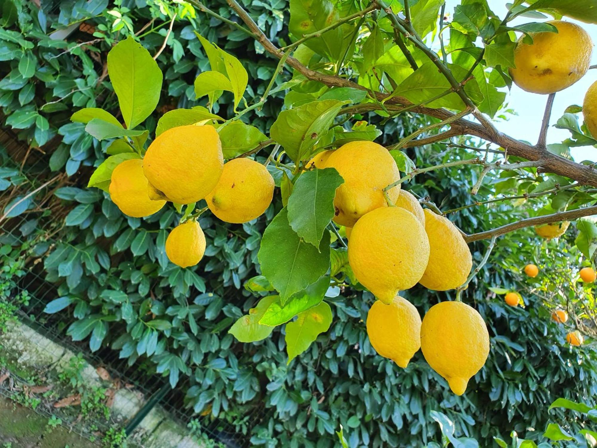 Casa Rosellina Sorrentoヴィラ エクステリア 写真